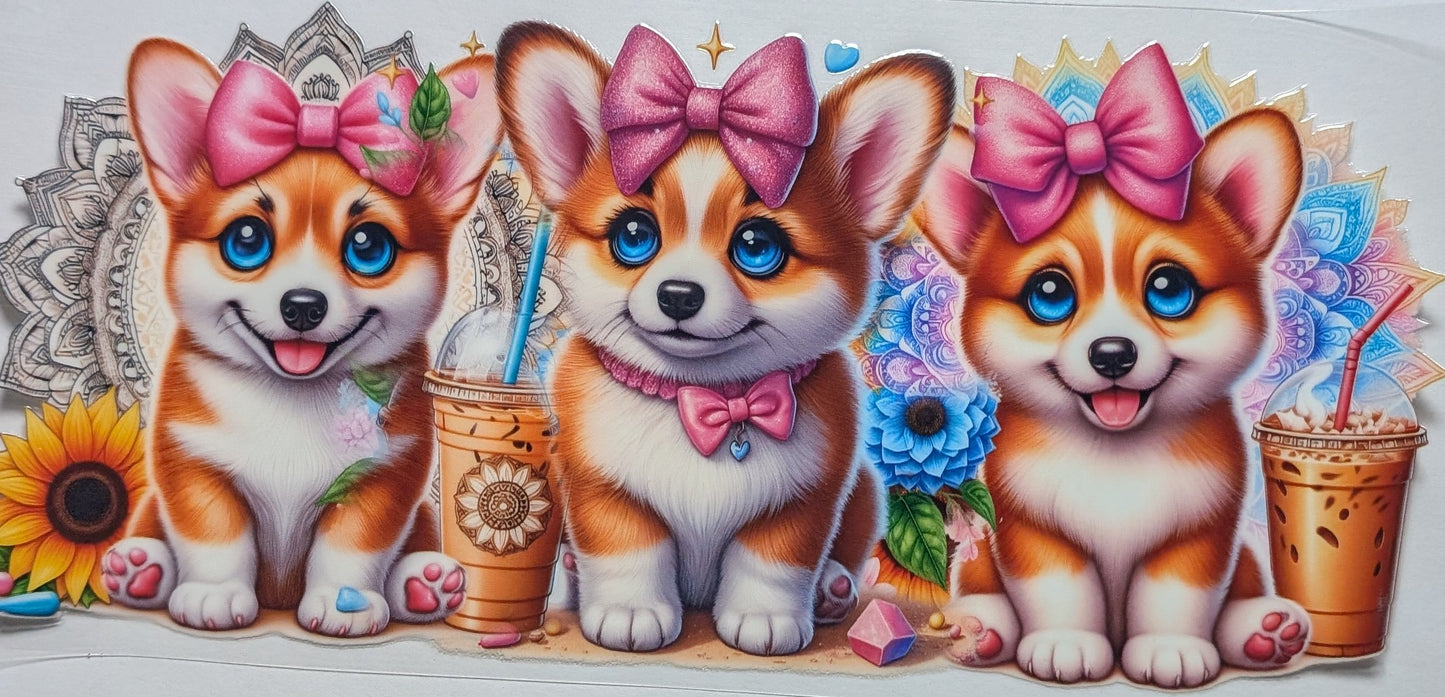Corgi Dog