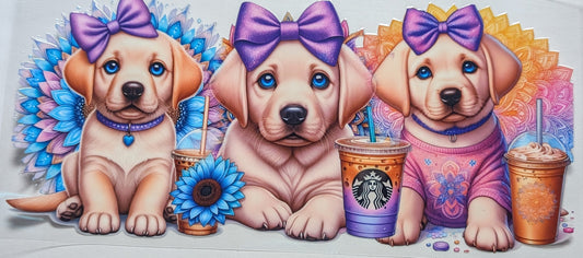 Labrador Dog